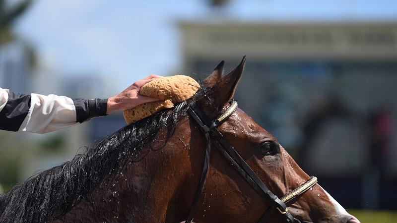 188賽馬賠率解析 188賽馬賠率解析:押對馬匹的秘密武器